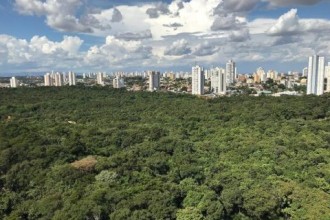 Debate propõe movimento para arborizar e deixar Cuiabá ainda mais verde