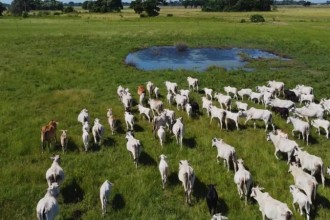 Agropecuária de MT projeta R$ 206,87 bilhões em 2025