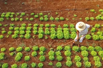 Governo anuncia R$ 12 bi para combater inadimplência no Agro