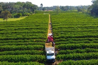 Governo de Mato Grosso isenta taxa de inscrição estadual para produtores rurais