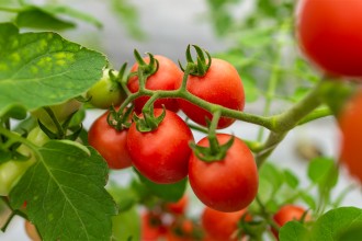 Cesta básica em Cuiabá sobe 1% na terceira semana de setembro, puxada pelo tomate