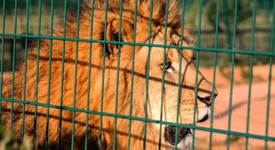 África do Sul anuncia plano para acabar com a criação de leões em cativeiro