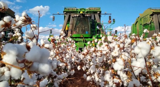 Brasil caminha para safra recorde de algodão com expansão da área cultivada