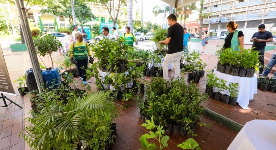 Projeto de doação de mudas frutíferas é um sucesso e será desenvolvido em outras regiões da cidade ao longo do mês