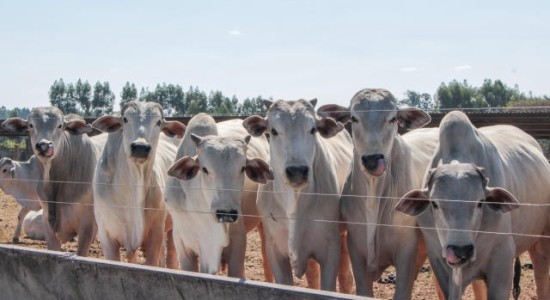 Volume de abate de bovinos em MT no 1º trimestre é recorde, mostra Imea