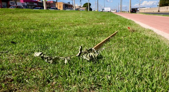 Cultivados há 20 dias, Ipês são arrancados do canteiro central da Avenida Dante Martins de Oliveira