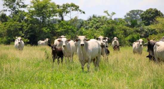 Mato Grosso registra recorde de abates de bovinos e exportações