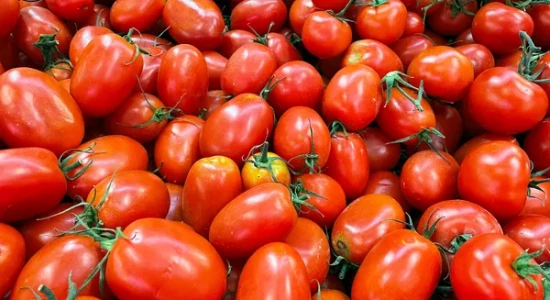 Preço do tomate quase dobra em 1 ano