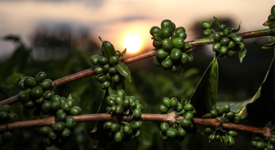 Pesquisa de MT aponta potencial de nanotecnologia no café verde como inovação nas indústrias cosmética e alimentícia