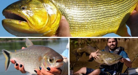 Atenção pescadores! Data para início da piracema em MT é definida