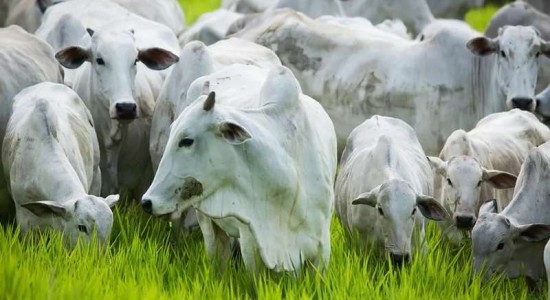Abertura do mercado do Marrocos para carne bovina impulsiona exportações de Mato Grosso