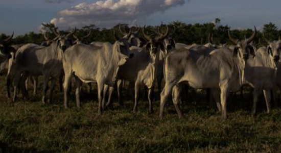 Agropecuária entra em vigor em setembro e vai reduzir emissão de carbono