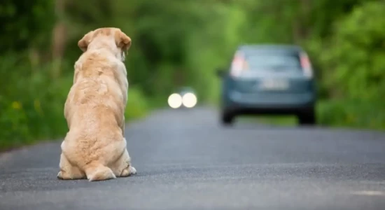 Motoristas que abandonarem animais podem perder a CNH em MT
