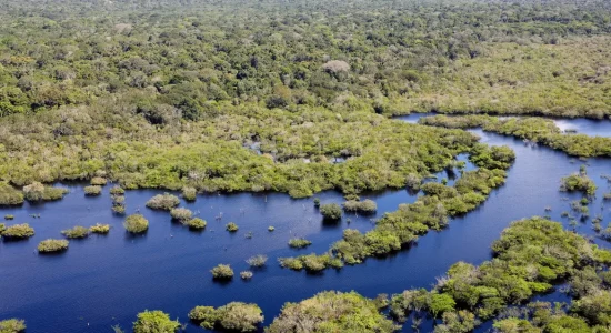 Quase todos os biomas registraram redução do desmatamento em 2024