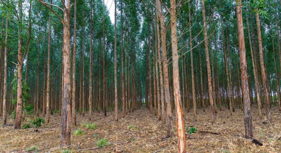 Mato Grosso vai investir R$ 2,8 milhões em pesquisas de manejo e conservação de florestas