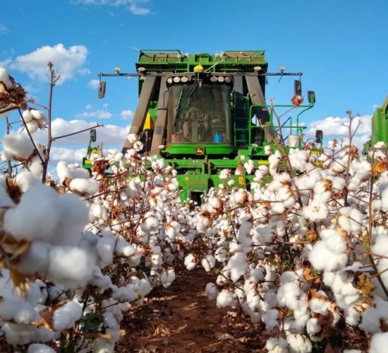 Brasil caminha para safra recorde de algodão com expansão da área cultivada