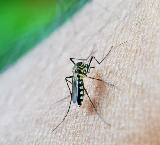 Brasil já tem mais de 3 milhões de casos de dengue em 2024