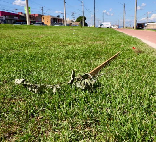 Cultivados há 20 dias, Ipês são arrancados do canteiro central da Avenida Dante Martins de Oliveira