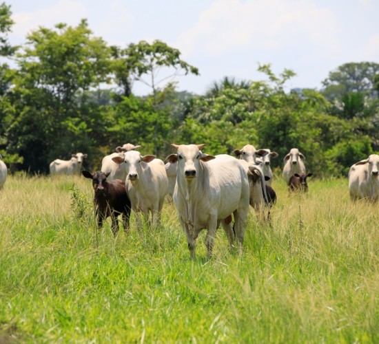 Mato Grosso registra recorde de abates de bovinos e exportações