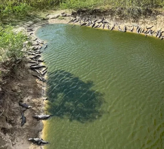 Turista flagra mais de 70 jacarés no Pantanal de MS