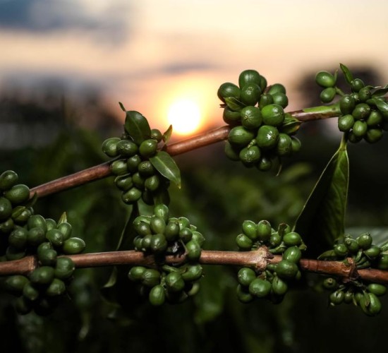 Pesquisa de MT aponta potencial de nanotecnologia no café verde como inovação nas indústrias cosmética e alimentícia