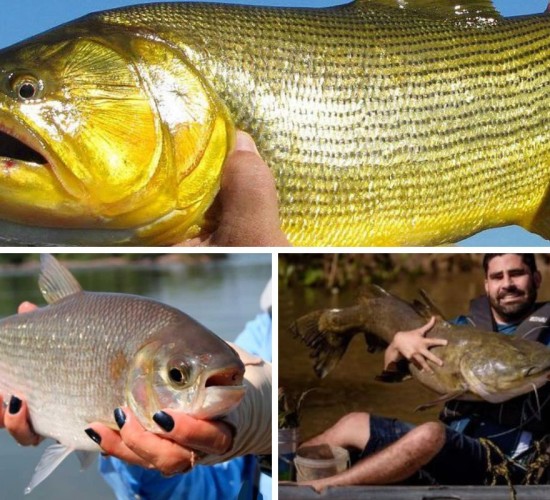 Atenção pescadores! Data para início da piracema em MT é definida