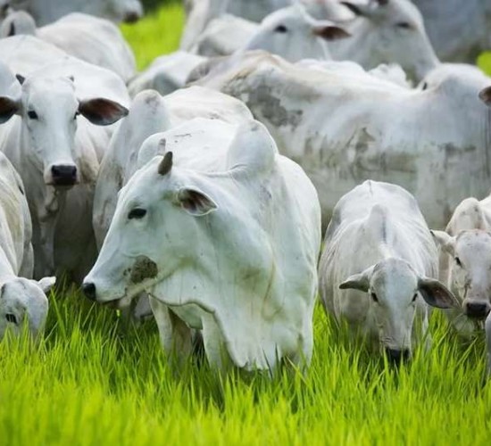 Abertura do mercado do Marrocos para carne bovina impulsiona exportações de Mato Grosso