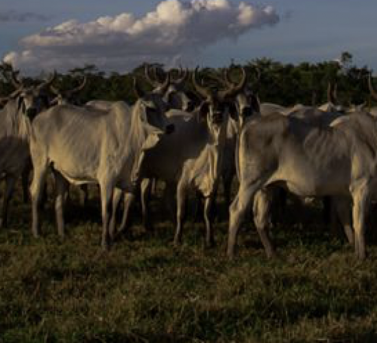 Agropecuária entra em vigor em setembro e vai reduzir emissão de carbono