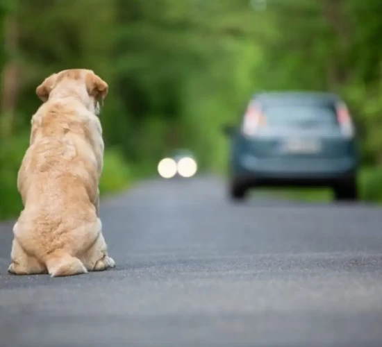 Motoristas que abandonarem animais podem perder a CNH em MT