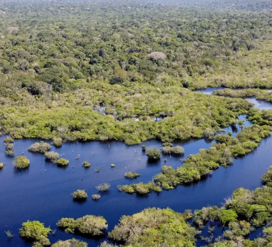 Quase todos os biomas registraram redução do desmatamento em 2024