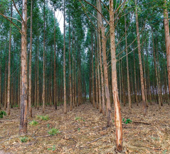 Mato Grosso vai investir R$ 2,8 milhões em pesquisas de manejo e conservação de florestas
