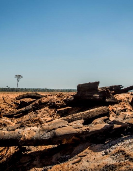 Mato Grosso aplicou R$ 1,2 bilhão em multa por crimes ambientais em 2022