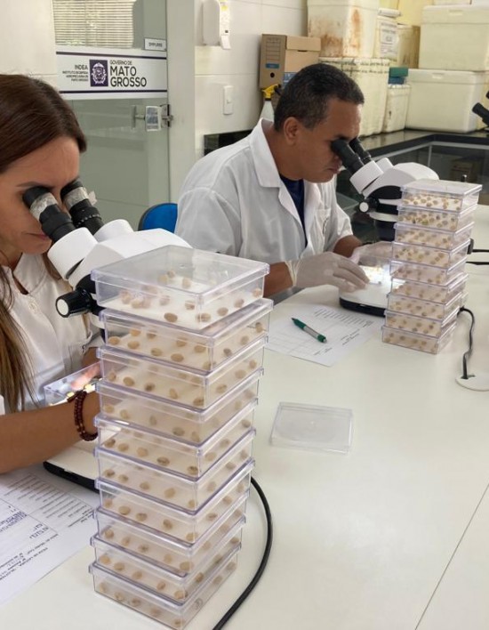 Notícia de MT Laboratório do Indea auxilia no combate a doenças na agropecuária Política MT