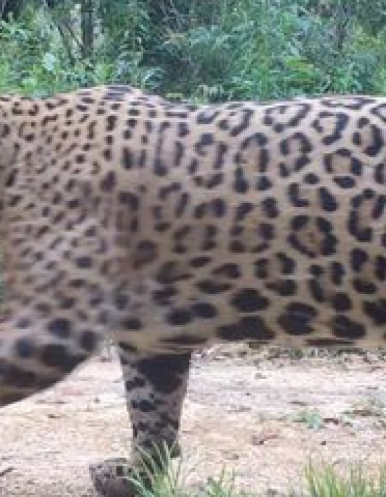 Notícia MT Onças-pintadas com filhotes são encontradas Serra do Mar paranaenseEsporte MT Política MT