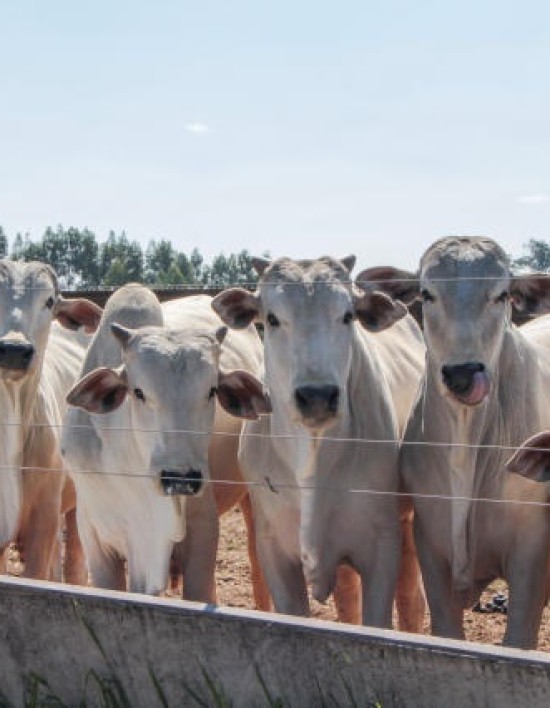 Volume de abate de bovinos em MT no 1º trimestre é recorde, mostra Imea