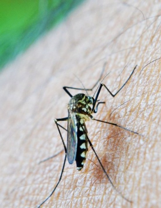 Número de casos de dengue cai em Cuiabá, aponta boletim