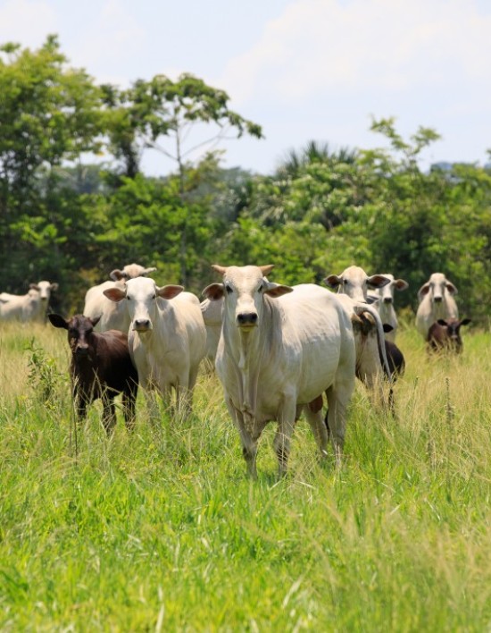 Mato Grosso registra recorde de abates de bovinos e exportações