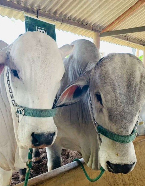 China retira o embargo de carne bovina do Brasil, diz Ministério da Agricultura