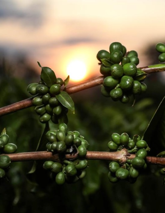 Pesquisa de MT aponta potencial de nanotecnologia no café verde como inovação nas indústrias cosmética e alimentícia