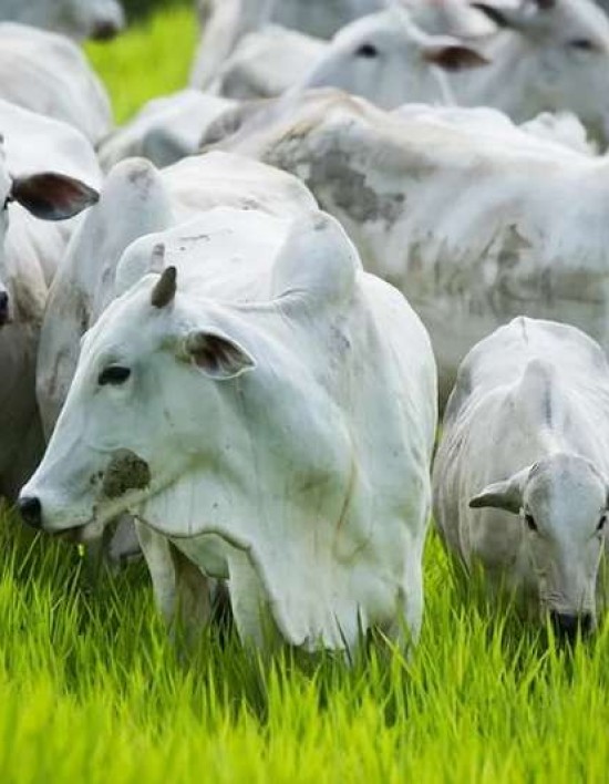 Abertura do mercado do Marrocos para carne bovina impulsiona exportações de Mato Grosso