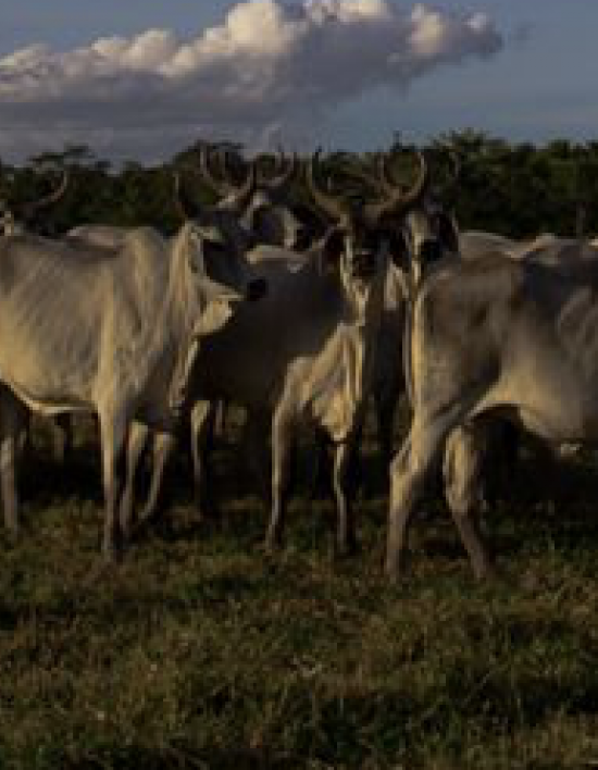 Agropecuária entra em vigor em setembro e vai reduzir emissão de carbono