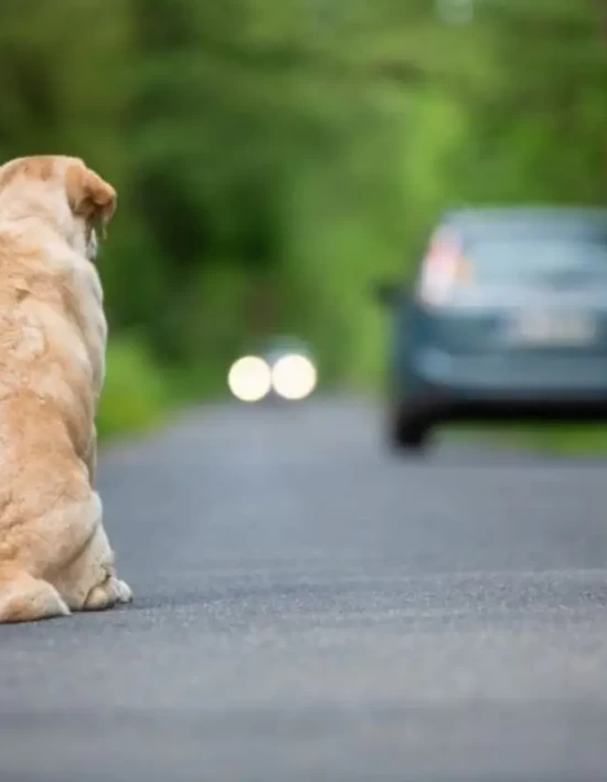 Motoristas que abandonarem animais podem perder a CNH em MT