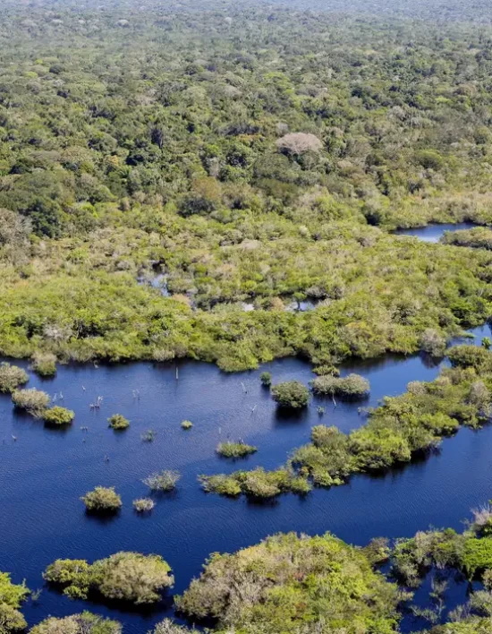 Quase todos os biomas registraram redução do desmatamento em 2024