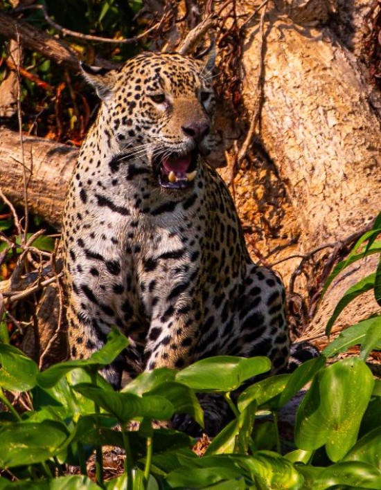 Pantanal mato-grossense será reposicionado como rota internacional de safari
