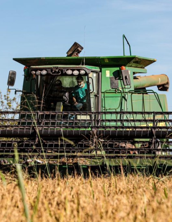 Mato Grosso lidera produção nacional de arroz de sequeiro, aponta Anuário Brasileiro do Arroz 2025