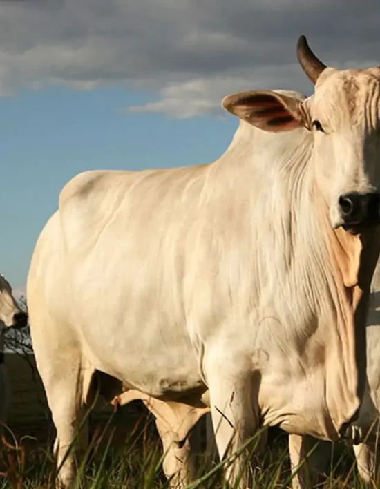 MT tem 8 bois para cada habitante e mantém liderança nacional no rebanho