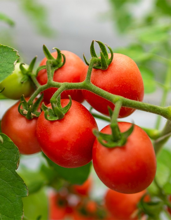 Cesta básica em Cuiabá sobe 1% na terceira semana de setembro, puxada pelo tomate