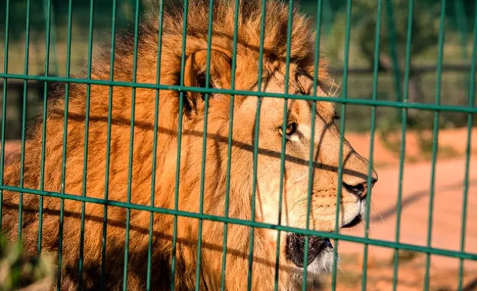 África do Sul anuncia plano para acabar com a criação de leões em cativeiro