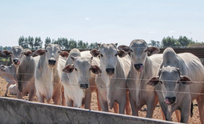 Volume de abate de bovinos em MT no 1º trimestre é recorde, mostra Imea