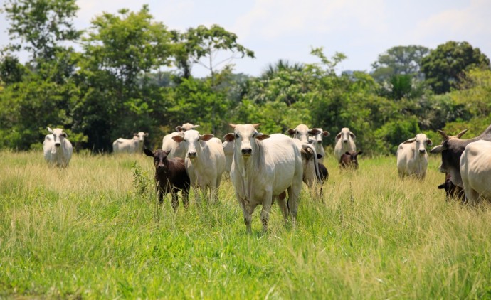 Mato Grosso registra recorde de abates de bovinos e exportações